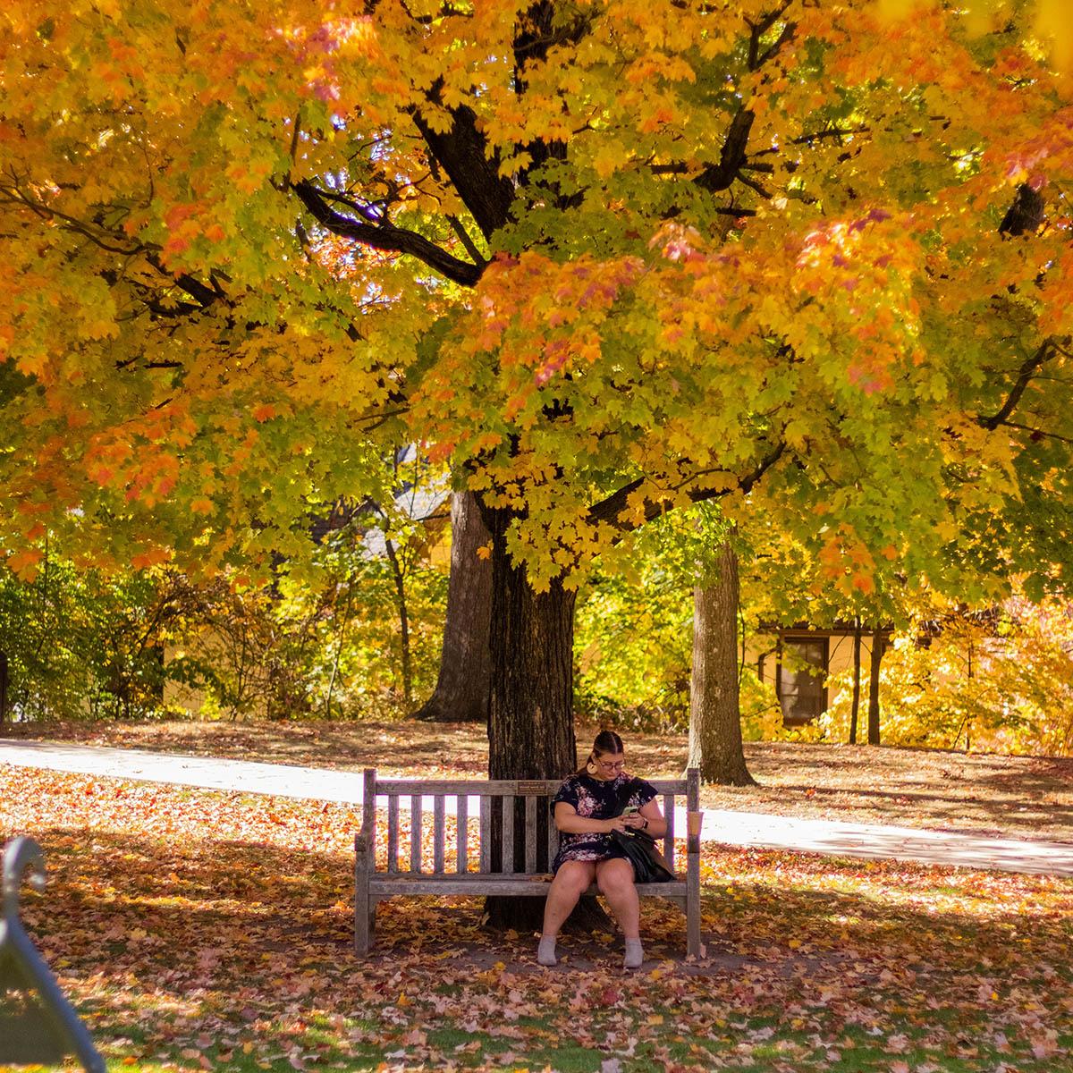 Photo of a woman seated on a bench looking at her phone, under a bright autumnal tree on Shadyside Campus